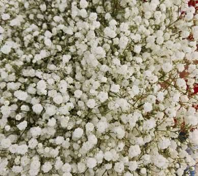 Presentación de Gypsophila de 1000 gramos