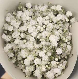 Presentación de Gypsophila de 250 gramos