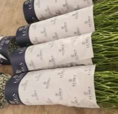 Presentación de Gypsophila de 750 gramos