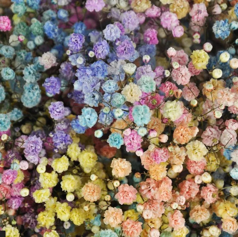 Flores Lúmea