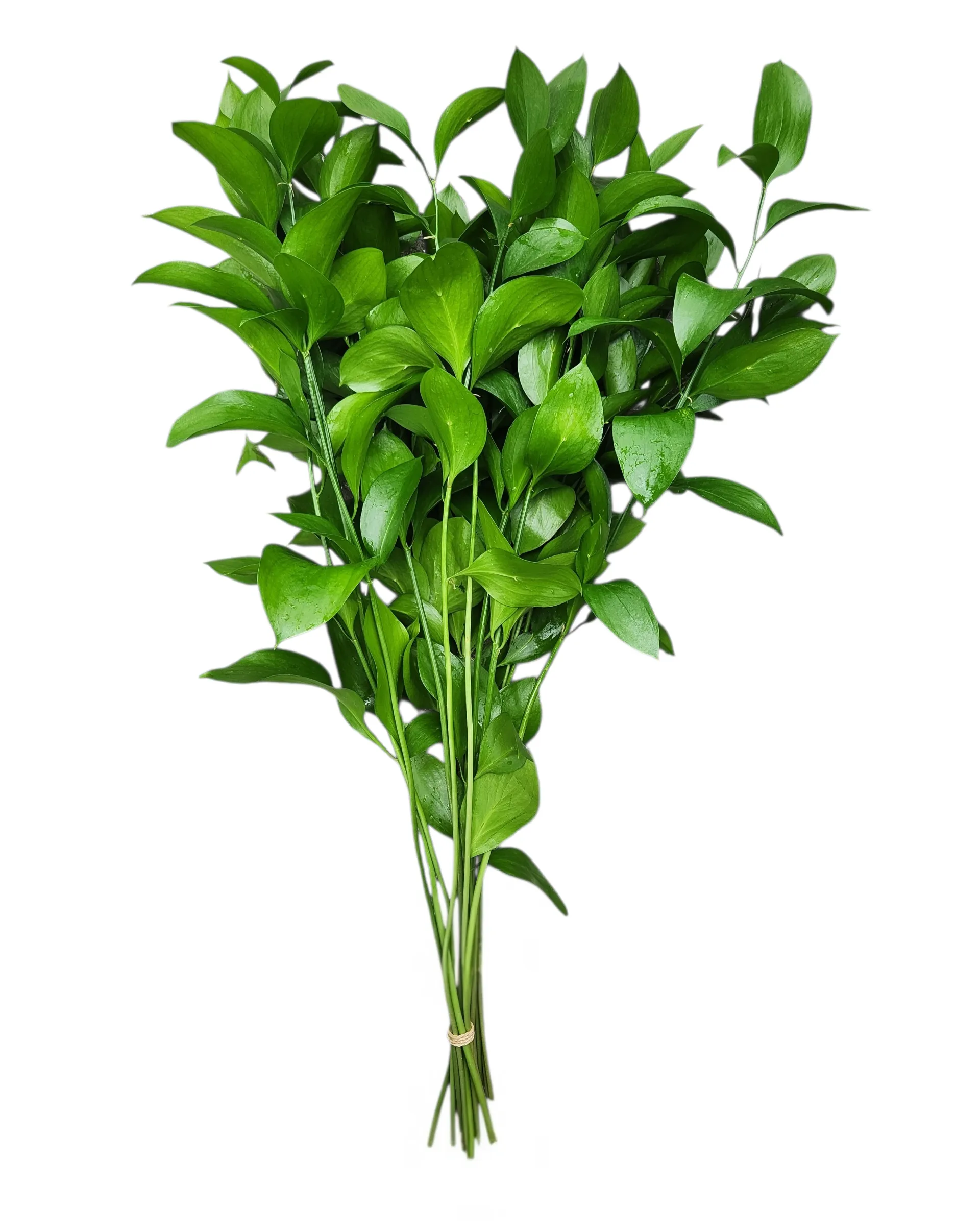 Ruscus