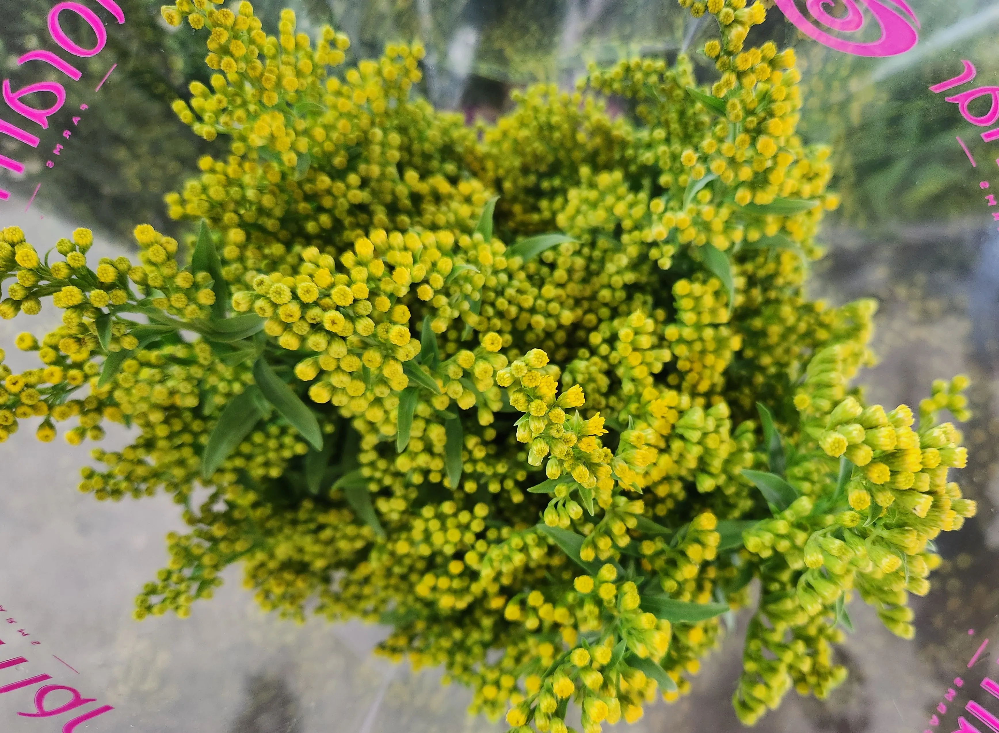 Solidago