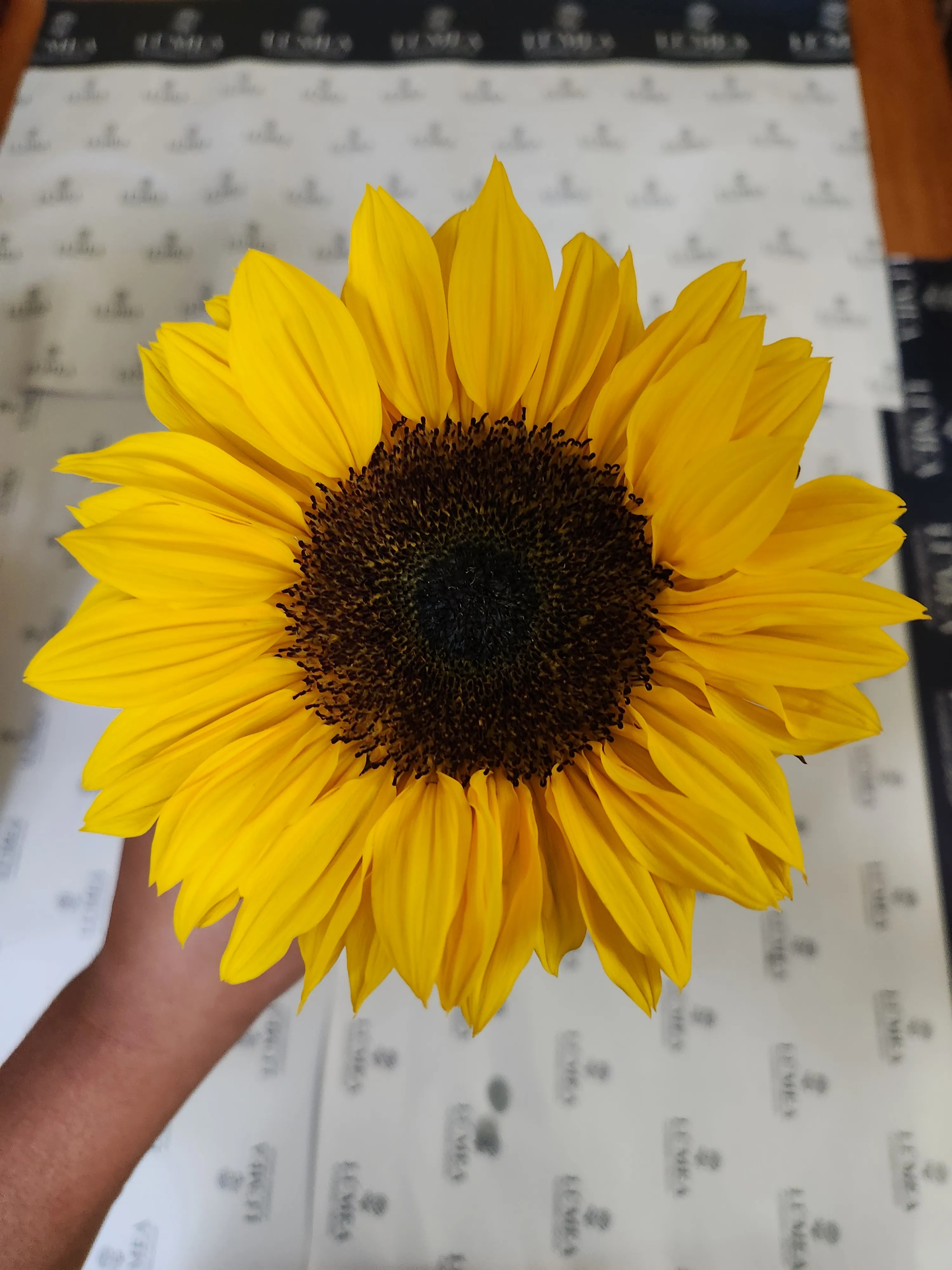 Girasoles