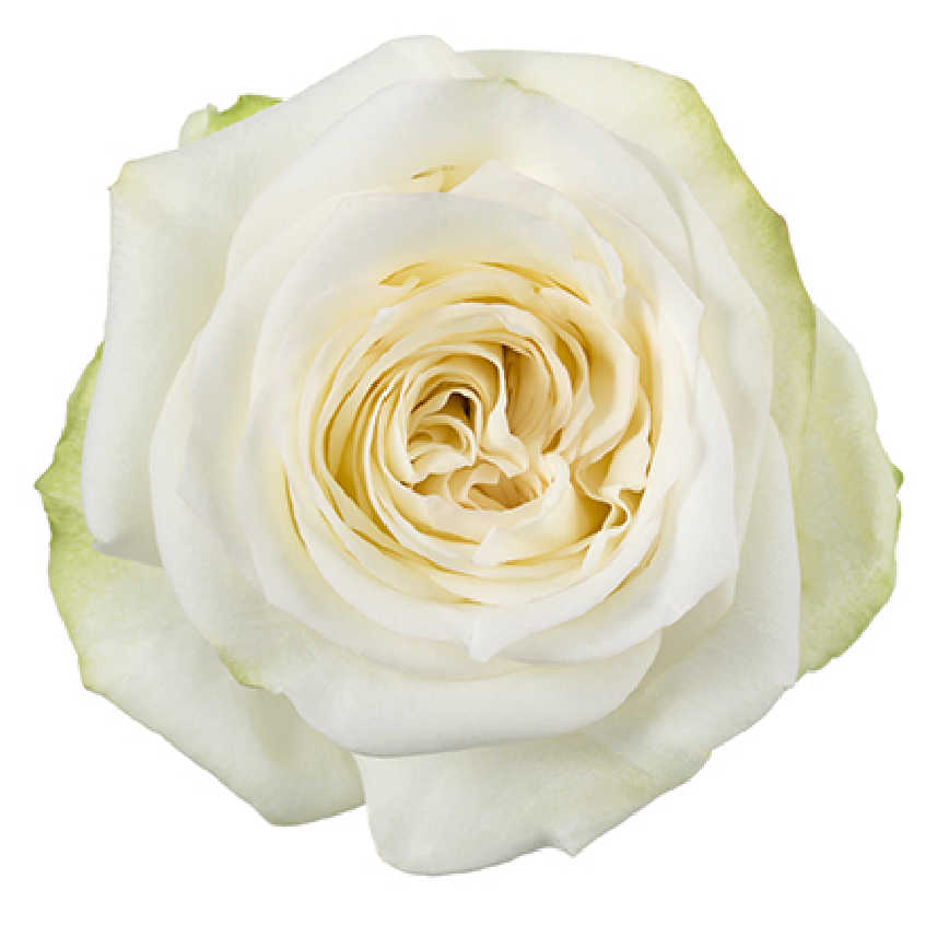 Peach Avalanche Roses