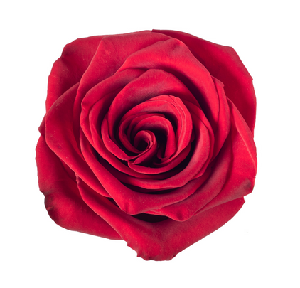 Freedom Red Roses