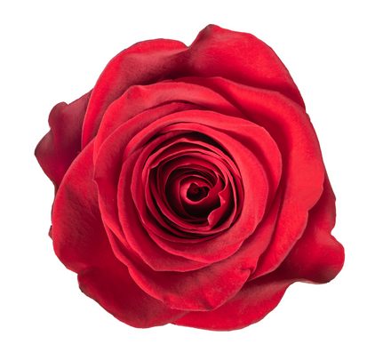 Explorer Pink Roses